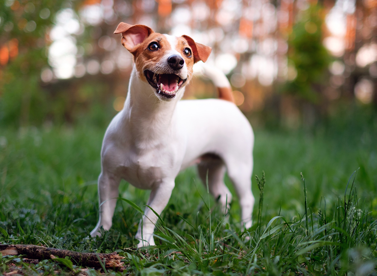 11 Ways Your Dog Makes You Sick