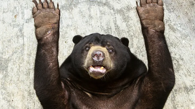 Sun,Bear,animal