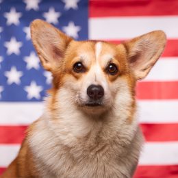 America's Most Favorite Dog Breeds, State By State