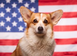 America's Most Favorite Dog Breeds, State By State