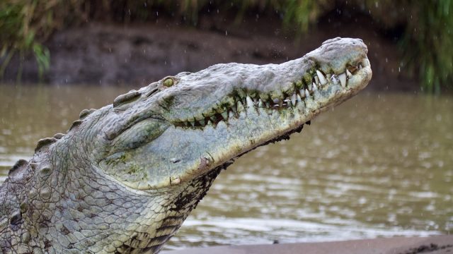American,Crocodile,,Tarcoles,River,,Costa,Rica