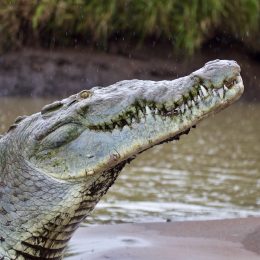 Crocodile Spotted Swimming with Dog in Jaws