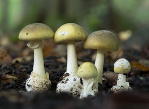 Guests Die From Suspected Mushroom Poisoning