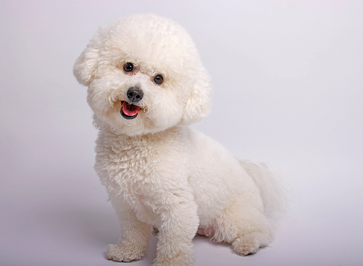 11 Ways Your Dog Makes You Sick