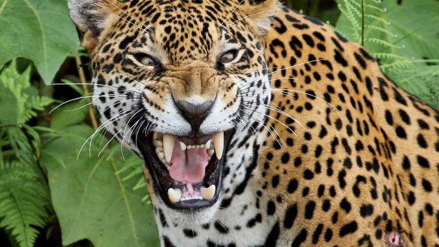 Jaguar,In,The,Amazon,Forest