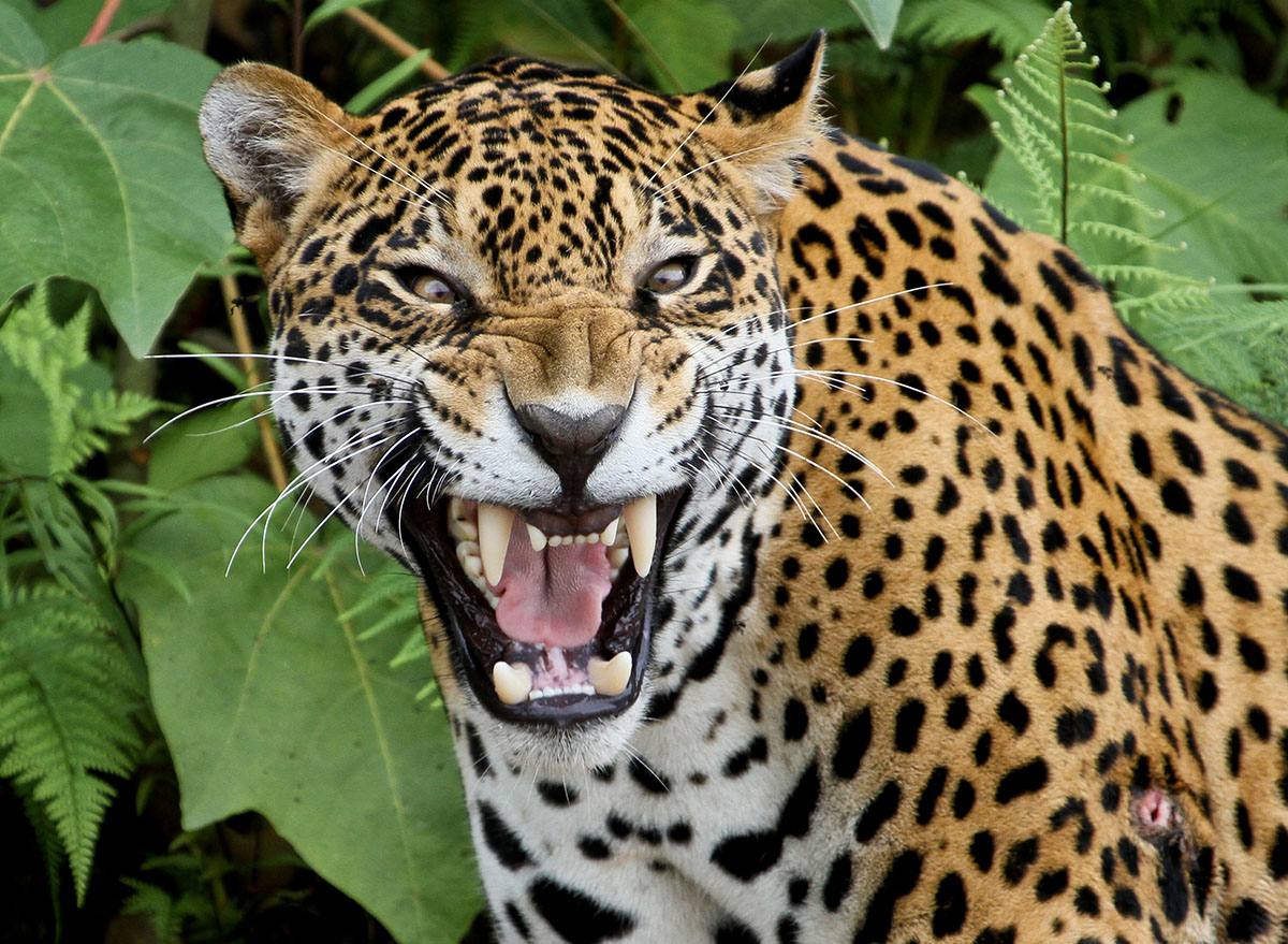 Heroic Uncle Fights Jaguar with Bare Hands to Save Nephews