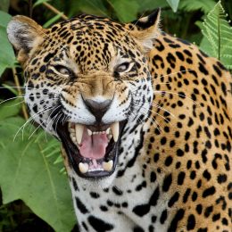 Uncle Fights Jaguar to Save Nephews