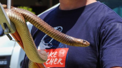 Snake Catcher holding a Cape Cobra