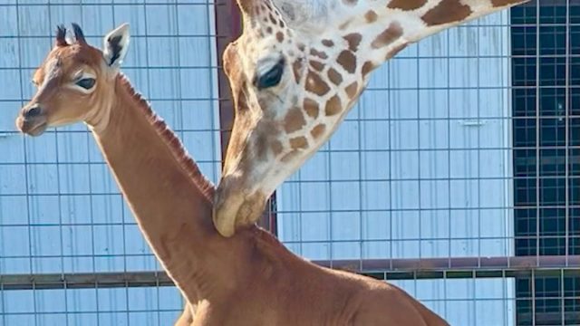 Spotless giraffe 1