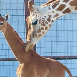 One-of-a-Kind Spotless Giraffe Born in US Zoo
