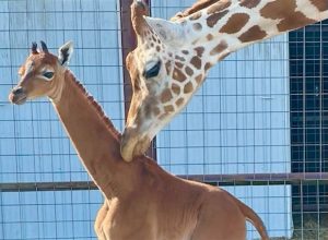 One-of-a-Kind Spotless Giraffe Born in US Zoo