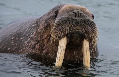 Walrus