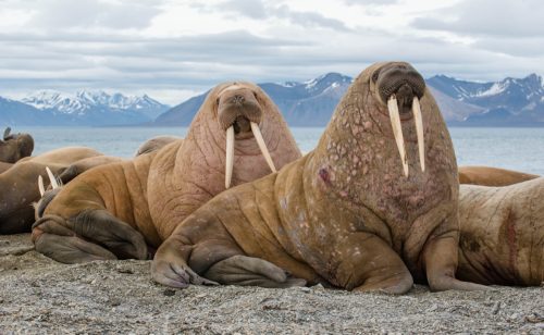 Walrus