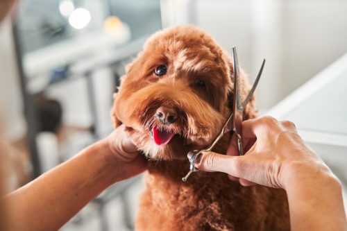 Professional groomer cut fur with scissors and clipper at the little smile dog labradoodle. Funny dog sitting at the grooming salon or vet clinic and looked trustingly