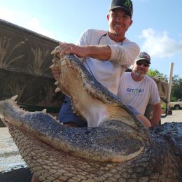 Hunters Catch 13-Foot "Dinosaur" Alligator