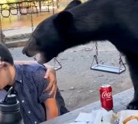 Heroic Mom Shields Son's Face from Bear at Birthday Picnic