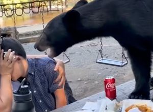 Heroic Mom Shields Son's Face from Bear at Birthday Picnic