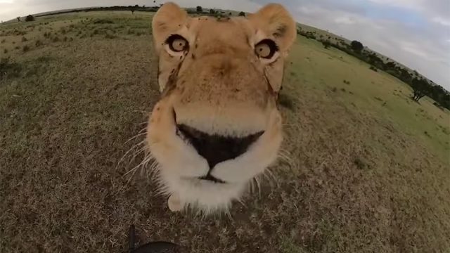 Lioness selfie 6