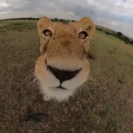 Lioness Takes Control of Tourist's Camera