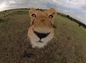 Lioness Takes Control of Tourist's Camera