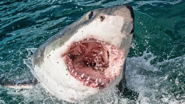 Great,White,Shark,With,Open,Mouth.,Attacking,Great,White,Shark
