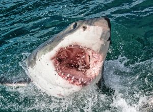 12 Shark Attacks That Will Chill You to the Bone