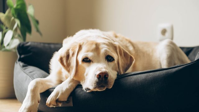 Old dog,Elderly,Labrador,In,His,Bed.,Home,Shooting.,Lifestyle.