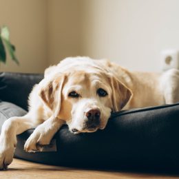 7 Signs Your Cat or Dog Might Have Dementia
