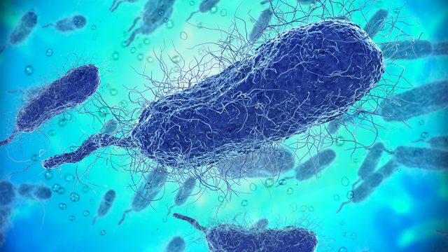 Microscopic,View,Of,Vibrio,Vulnificus,Bacteria