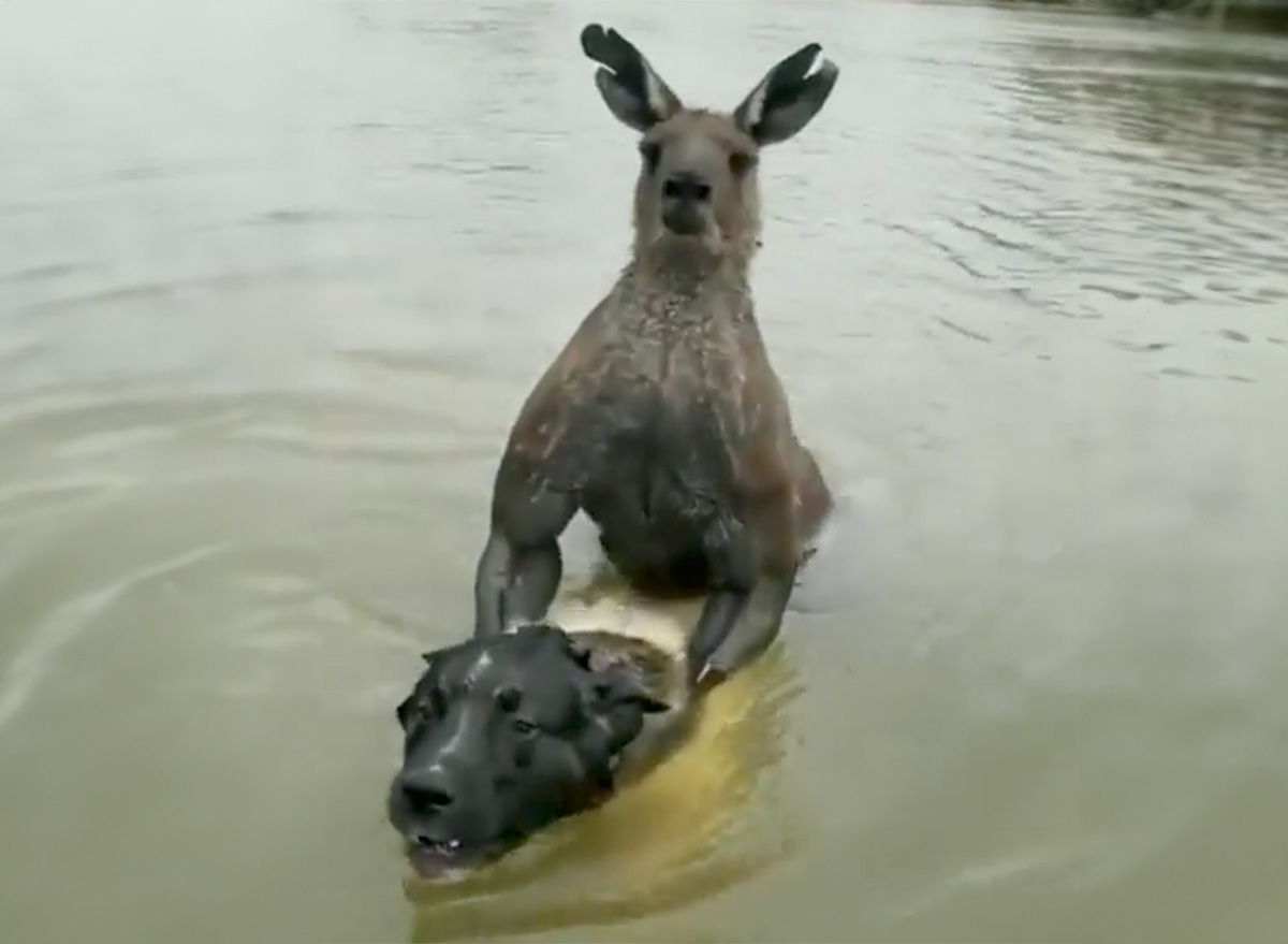Man Wrestles Six-Foot Kangaroo
