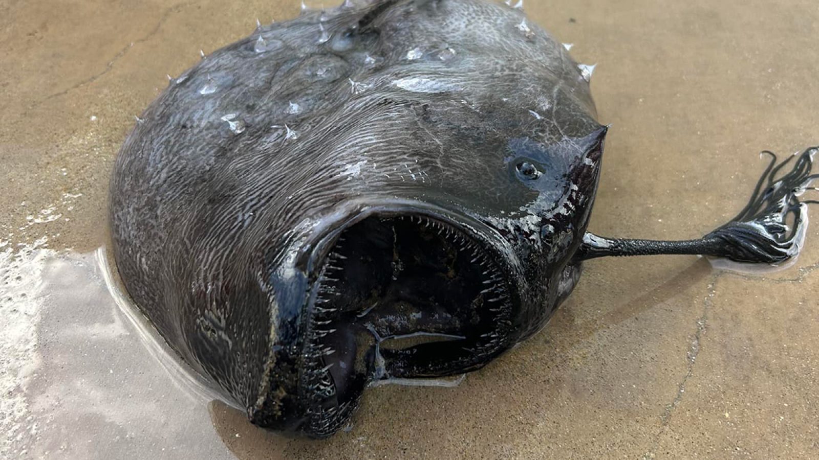 Terrifying RazorToothed Pacific Footballfish Washes Up on Beach