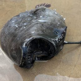 Terrifying Razor-Toothed Deep-Sea Creature Washes Up Dead on Beach