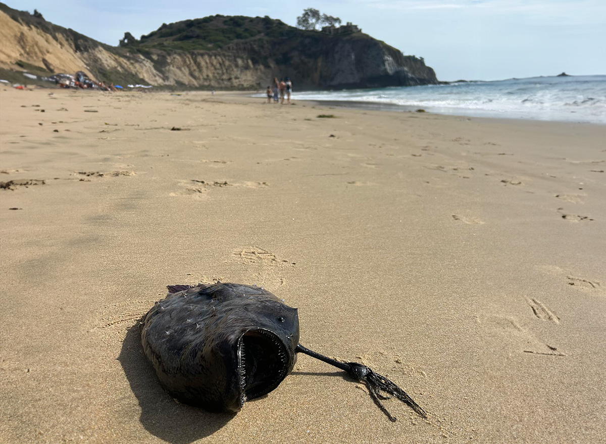 Terrifying Razor-Toothed Pacific Footballfish Washes Up On Beach