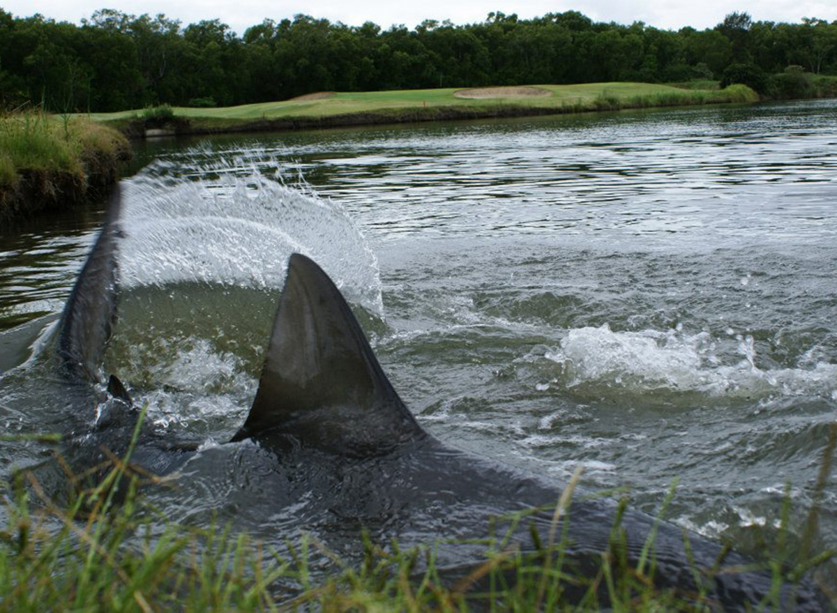 Bull Sharks Made Their Home on a Golf Course, Then Disappeared