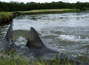 6 Sharks Made Their Home on a Golf Course