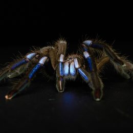 Electric Blue Tarantula, First of Its Kind, Discovered by Scientists