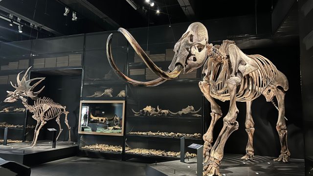 Leiden,Netherlands,Life,Size,Skeleton,Woolly, Mammoth