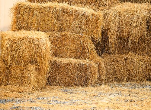 Haystack, a bale of hay group. Agriculture farm and farming symbol of harvest time with dry grass (hay), hay pile of dried grass hay straw.