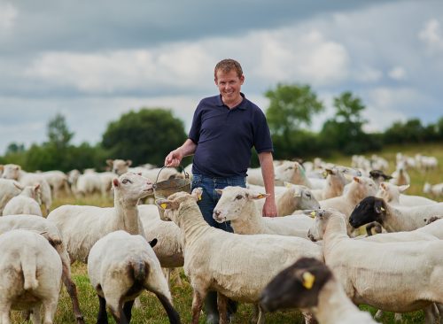 Farm, sheep and happy with man in field for agriculture, sustainability and animal care. Labor, ecology and summer with male farmer in countryside meadow for cattle, livestock and lamb pasture